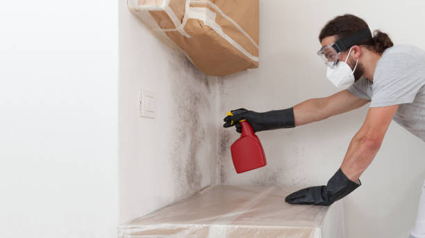 Professional Attic Mold Remediation technician working in Arlington, MA